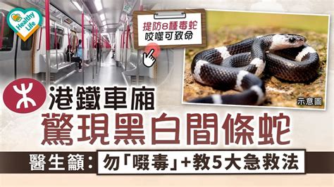 蛇出沒注意|蛇出沒注意｜港鐵車廂 驚現黑白間條蛇 醫生籲：勿「 